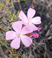 Drosera drummondii