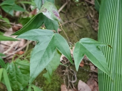 Passiflora suberosa
