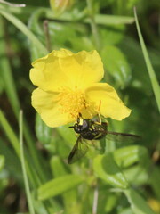 Chrysotoxum bicinctum