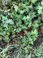 Vaccinium macrocarpon