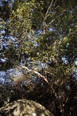 Combretum