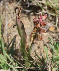 Lachenalia mutabilis