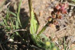 Lachenalia mutabilis