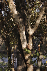 Combretum