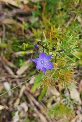 Chamaescilla corymbosa