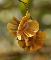Combretum