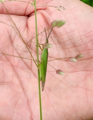 Atractomorpha similis