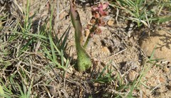 Lachenalia mutabilis