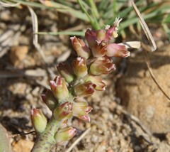 Lachenalia mutabilis