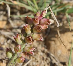 Lachenalia mutabilis