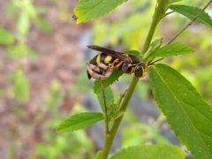 Bicyrtes insidiatrix