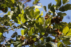 Combretum