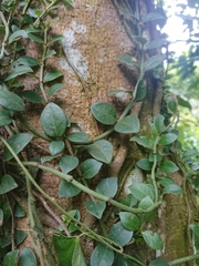 Psychotria serpens