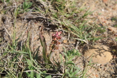 Lachenalia mutabilis