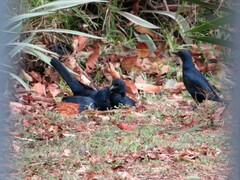 Onychognathus morio morio