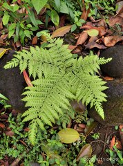 Pteris
