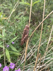 Dissosteira carolina