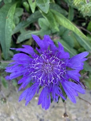 Stokesia