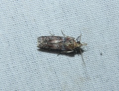 Sciota rubrisparsella