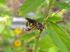 Bicyrtes insidiatrix