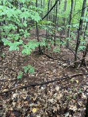 Hamamelis virginiana
