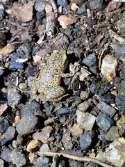 Austrochaperina robusta