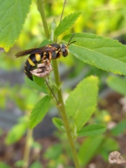 Bicyrtes insidiatrix