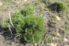 Dicerothamnus rhinocerotis