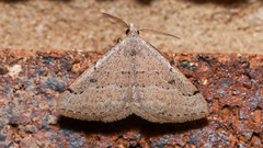 Dichromodes limosa