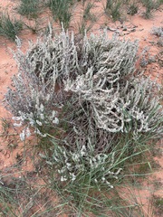 Maireana trichoptera