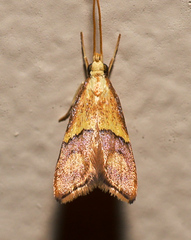 Crocanthes prasinopis
