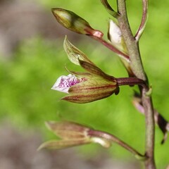 Eulophia graminea