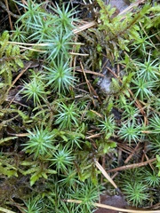 Polytrichum juniperinum