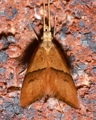 Crocanthes prasinopis