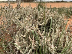 Maireana trichoptera