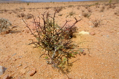 Drosanthemum