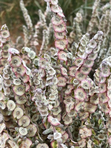 Maireana trichoptera (Black) Paul G.Wilson