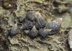 Tonnoidea