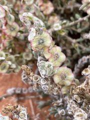 Maireana trichoptera