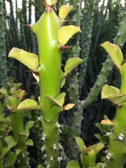Euphorbia caducifolia