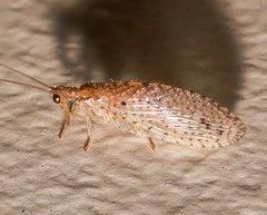 Micromus tasmaniae