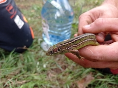 Lacerta bilineata