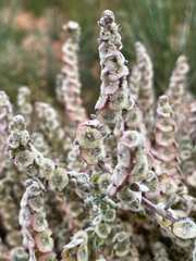 Maireana trichoptera