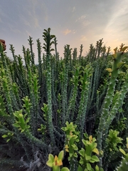 Euphorbia caducifolia