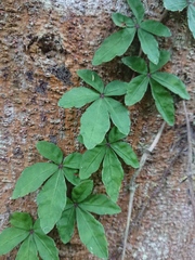 Tetrastigma obtectum
