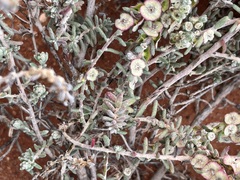 Maireana trichoptera