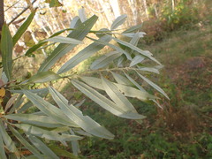 Salix gmelinii