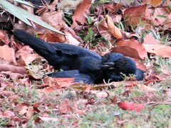 Onychognathus morio morio