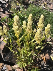 Castilleja septentrionalis
