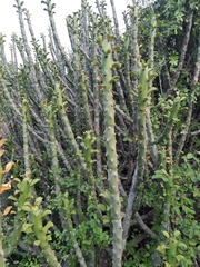 Euphorbia caducifolia